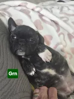 Bonnie, a female French Bulldog and Pug for sale in Temple, TX – 3 of 7