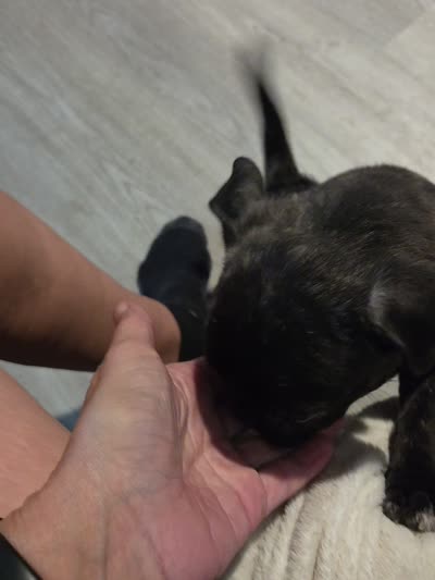 Oshkosh , a male French Bulldog and Pug for sale in Temple, TX – 1 of 2