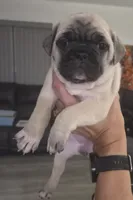 Rare Editions, a female French Bulldog and Pug for sale in Temple, TX – 2 of 9