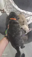 Oshkosh , a male French Bulldog and Pug for sale in Temple, TX – 4 of 7