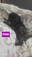 Matilda, a female French Bulldog and Pug for sale in Temple, TX – 5 of 7