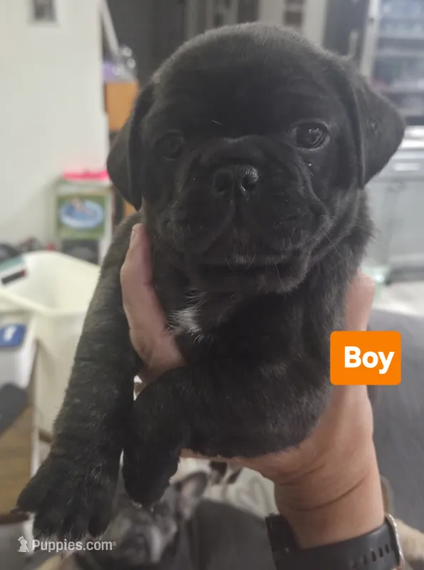 Oshkosh  – French Bulldog, Pug puppy for sale in Temple, TX