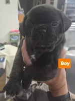 Oshkosh , a male French Bulldog and Pug for sale in Temple, TX – 1 of 7