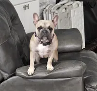 Oshkosh , a male French Bulldog and Pug for sale in Temple, TX – 6 of 7