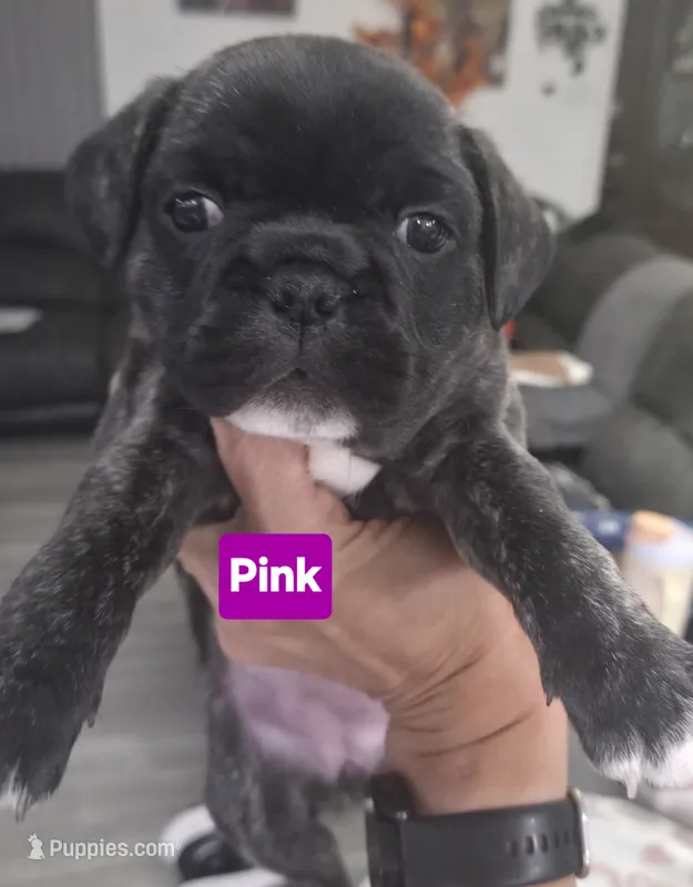 Matilda – French Bulldog, Pug puppy for sale in Temple, TX