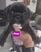 Matilda, a female French Bulldog and Pug for sale in Temple, TX – 1 of 7