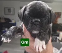 Bonnie, a female French Bulldog and Pug for sale in Temple, TX – 5 of 7