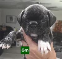 Bonnie, a female French Bulldog and Pug for sale in Temple, TX – 2 of 7