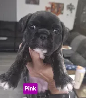 Matilda, a female French Bulldog and Pug for sale in Temple, TX – 2 of 7
