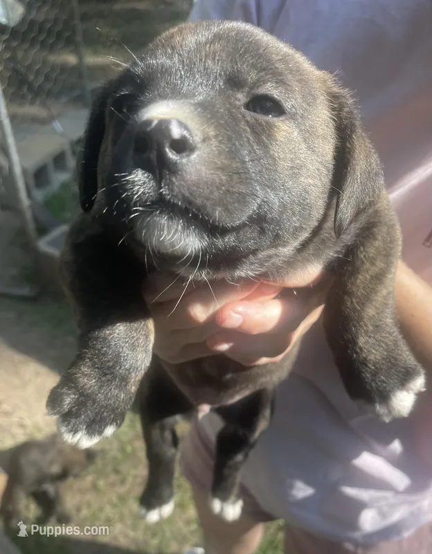 N/A – German Shepherd Dog, Anatolian Shepherd Dog puppy for sale in Houston, TX