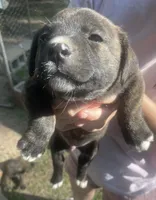N/A, a male German Shepherd Dog and Anatolian Shepherd Dog for sale in Houston, TX – 1 of 1