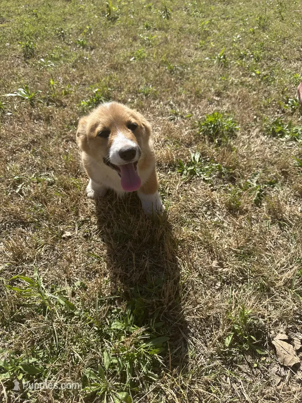 Cotton candy – Pembroke Welsh Corgi puppy for sale in Sulphur, OK