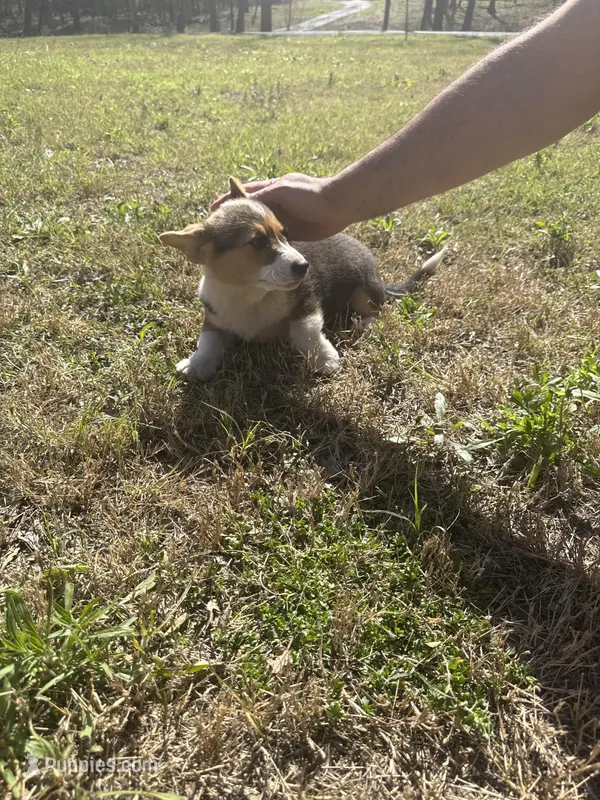 Coffee – Pembroke Welsh Corgi puppy for sale in Sulphur, OK