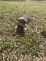 Coffee, a male Pembroke Welsh Corgi for sale in Sulphur, OK – Photo 2 of 2