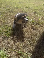 Oreo, a female Pembroke Welsh Corgi for sale in Sulphur, OK – Photo 2 of 2