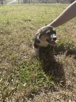 Oreo, a female Pembroke Welsh Corgi for sale in Sulphur, OK – Photo 1 of 2