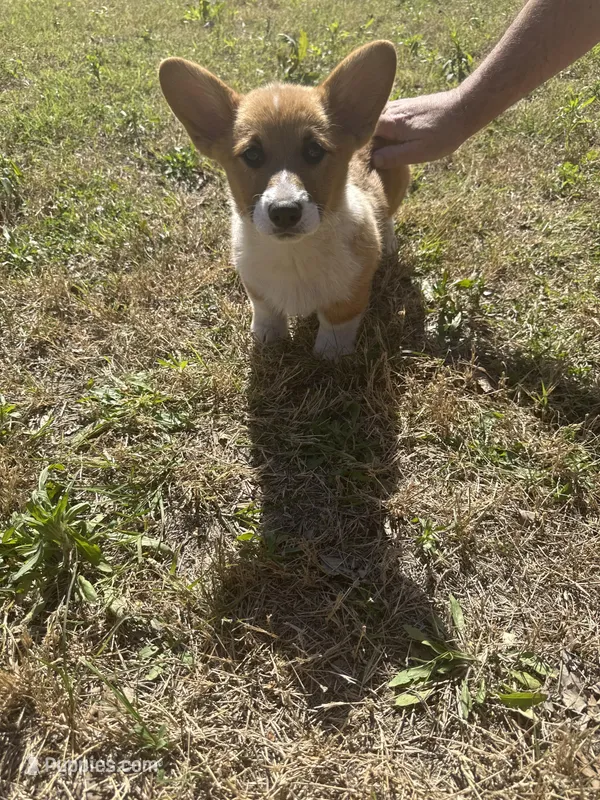 Ice cream – Pembroke Welsh Corgi puppy for sale in Sulphur, OK