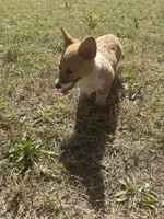 Ice cream, a male Pembroke Welsh Corgi for sale in Sulphur, OK – Photo 2 of 2