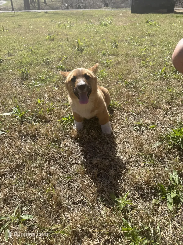 Honey – Pembroke Welsh Corgi puppy for sale in Sulphur, OK