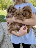 processed/b06cb1d3-5c8d-41cb-aeca-86df33a4ce3f/facility/f66966e6-6077-49f9-a8df-b5242037bad9