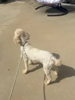 Copper, a male Poodle - Standard  for sale in Creighton, MO – 3 of 4