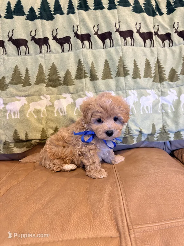 Boots – Maltipoo puppy for sale in Creighton, MO