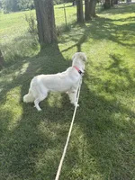 Koda, a female Golden Retriever and English Cream Golden Retriever for sale in Creighton, MO – 4 of 5