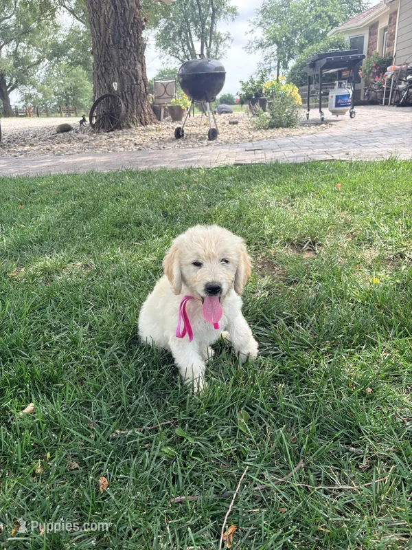 Zoey – Goldendoodle puppy for sale in Creighton, MO