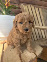 Basil F1b, a female English Goldendoodle for sale in Creighton, MO – 2 of 4