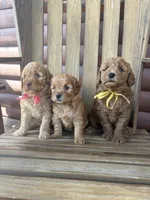 Betsy F1b, a female English Goldendoodle for sale in Creighton, MO – 2 of 3