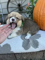 Bacon, a male Pembroke Welsh Corgi for sale in Creighton, MO – 3 of 5
