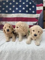 Henry F1, a male Goldendoodle for sale in Creighton, MO – 5 of 9