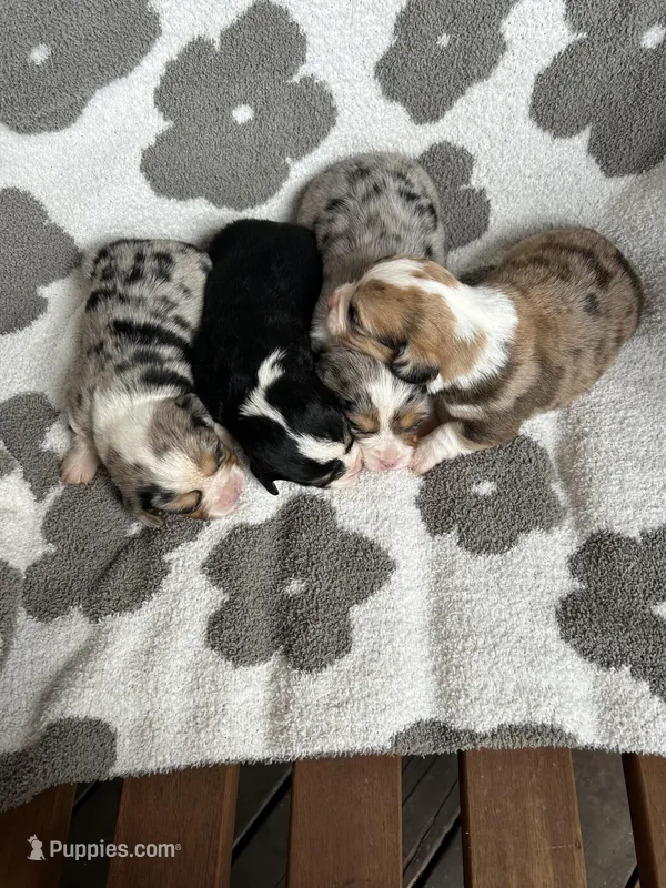 Girls, a female Cardigan Welsh Corgi and Cavalier King Charles Spaniel for sale in Creighton, MO – Photo 1 of 2