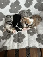 Girls, a female Cardigan Welsh Corgi and Cavalier King Charles Spaniel for sale in Creighton, MO – Photo 1 of 2