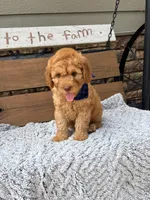 Owen F1b, a male Goldendoodle for sale in Peculiar, MO – 3 of 3