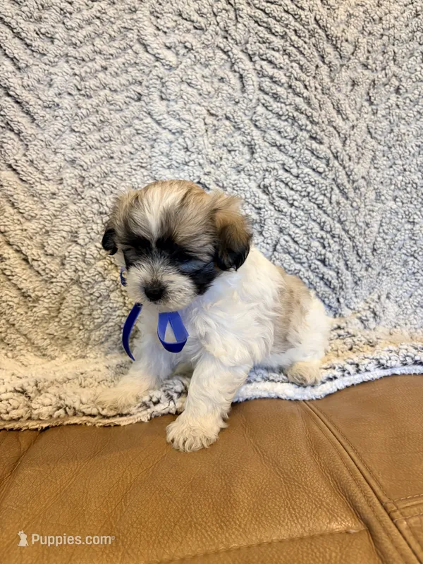Ace – Maltipoo puppy for sale in Creighton, MO