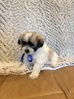 Ace, a male Maltipoo for sale in Creighton, MO – 1 of 4
