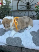 Meatball, a male Pembroke Welsh Corgi for sale in Creighton, MO – 2 of 5