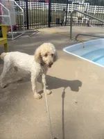 Copper, a male Poodle - Standard  for sale in Creighton, MO – 4 of 4