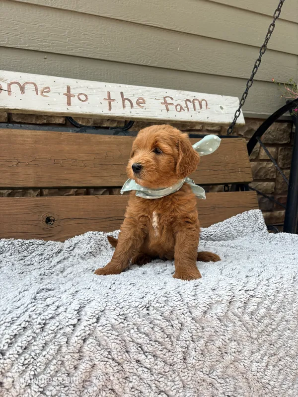 Oscar F1b – English Goldendoodle puppy for sale in Creighton, MO
