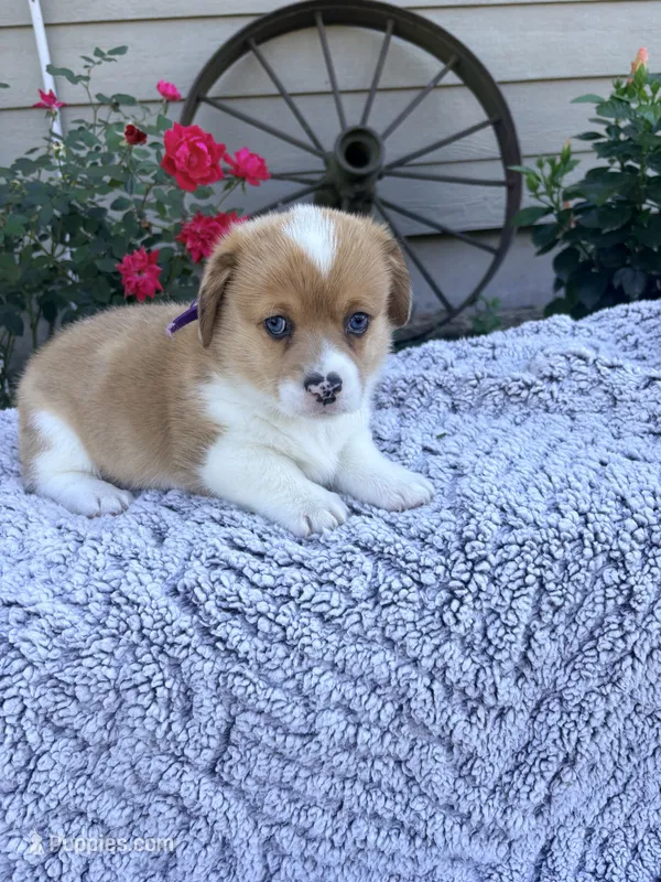Pumpkin – Pembroke Welsh Corgi puppy for sale in Creighton, MO
