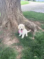 Zoey, a female Goldendoodle for sale in Creighton, MO – 4 of 6