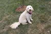 Birdie F1b , a female English Goldendoodle for sale in Creighton, MO – 4 of 4