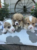 Bacon, a male Pembroke Welsh Corgi for sale in Creighton, MO – 5 of 5