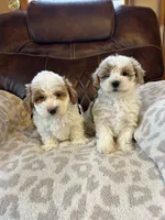 Grover, a male Maltipoo for sale in Creighton, MO – 6 of 6