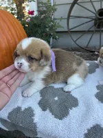 Pumpkin, a female Pembroke Welsh Corgi for sale in Creighton, MO – 2 of 4