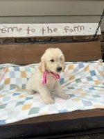 Zoey, a female Goldendoodle for sale in Creighton, MO – 3 of 6