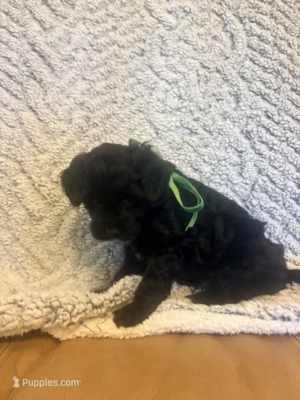 Smokey – Maltipoo puppy for sale in Creighton, MO