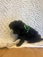 Smokey, a male Maltipoo for sale in Creighton, MO – 1 of 4