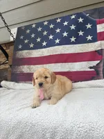 April F1, a female English Goldendoodle for sale in Creighton, MO – 3 of 6